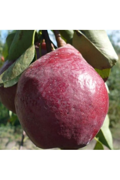 Pyrus communis ‘Karmen’